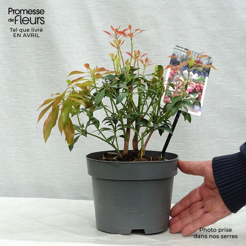 Spécimen de Andromède du Japon - Pieris Japonica Valley Valentine Pot de 2L/3L tel que livré au printemps