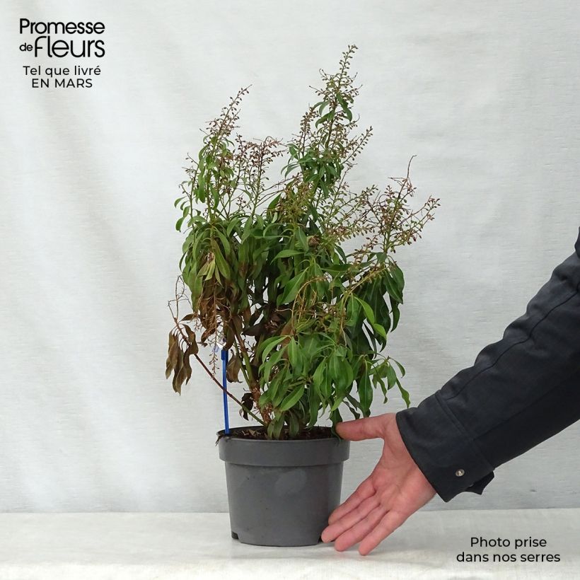 Spécimen de Andromède du Japon - Pieris Pink Passion Pot de 2L/3L tel que livré au printemps