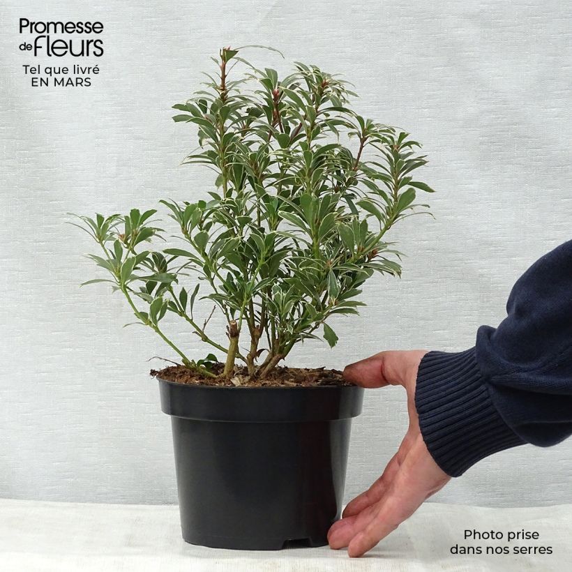 Example of Andromède du Japon - Pieris japonica Carnaval Pot de 2L/3L as you get in printemps