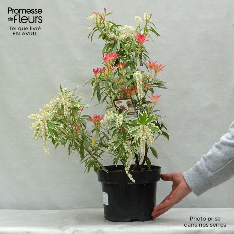 Spécimen de Andromède du Japon - Pieris japonica Flaming Silver Pot de 4L/5L tel que livré au printemps