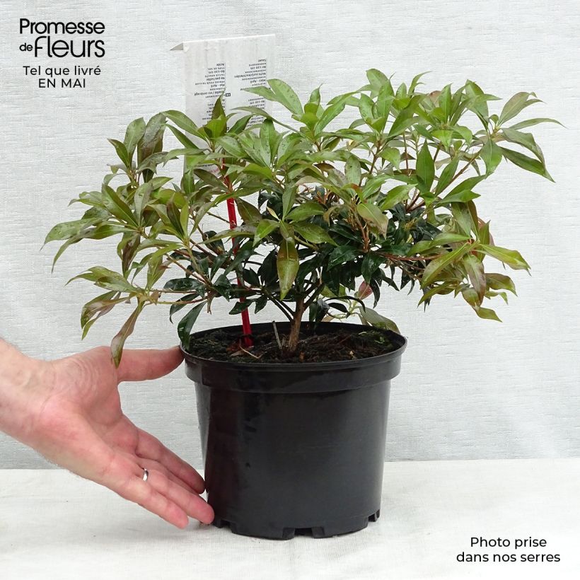 Example of Andromède du Japon - Pieris japonica Katsura Pot de 2L/3L as you get in printemps