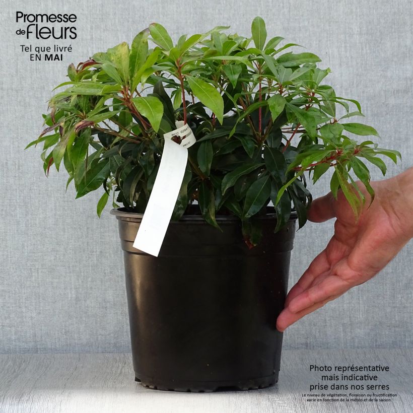 Example of Andromède du Japon - Pieris japonica Katsura Pot de 4L/5L as you get in printemps