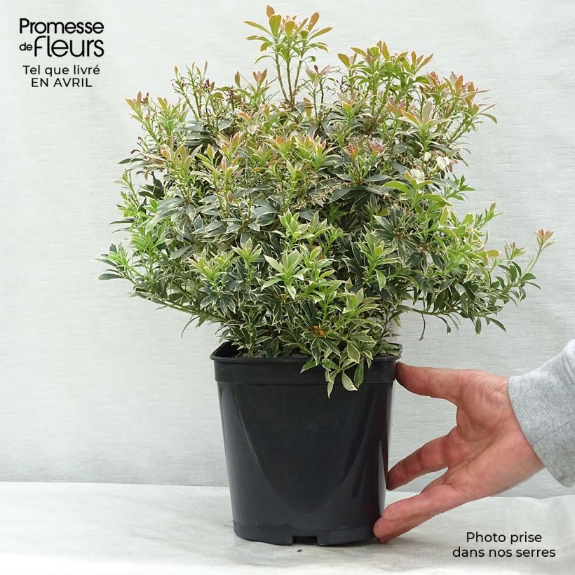 Spécimen de Andromède du Japon - Pieris japonica Little Heath Pot de 2L/3L tel que livré au printemps
