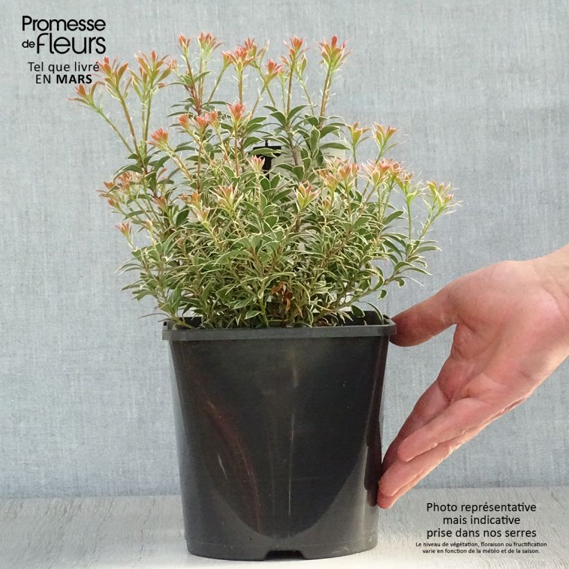 Spécimen de Andromède du Japon - Pieris japonica Little Heath Variegata Pot de 2L/3L tel que livré au printemps