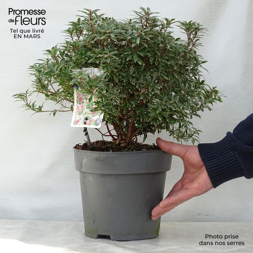 Spécimen de Andromède du Japon - Pieris japonica Little Heath Pot de 4L/5L tel que livré au printemps