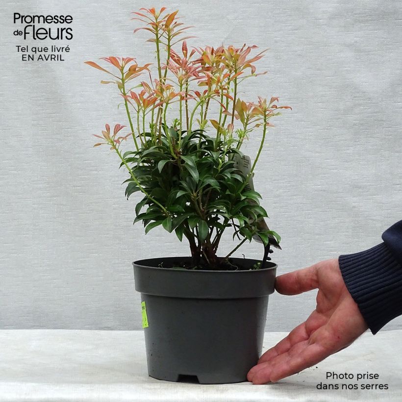 Spécimen de Andromède du Japon - Pieris japonica Passion Pot de 2L/3L tel que livré au printemps