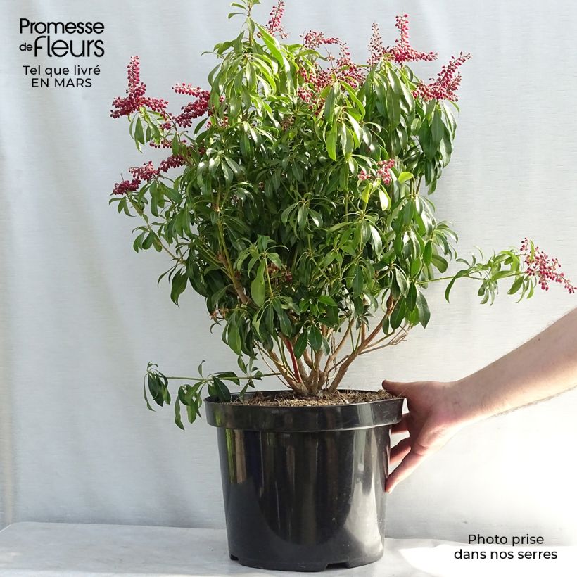 Spécimen de Andromède du Japon - Pieris japonica Passion Pot de 6L/7L tel que livré au printemps