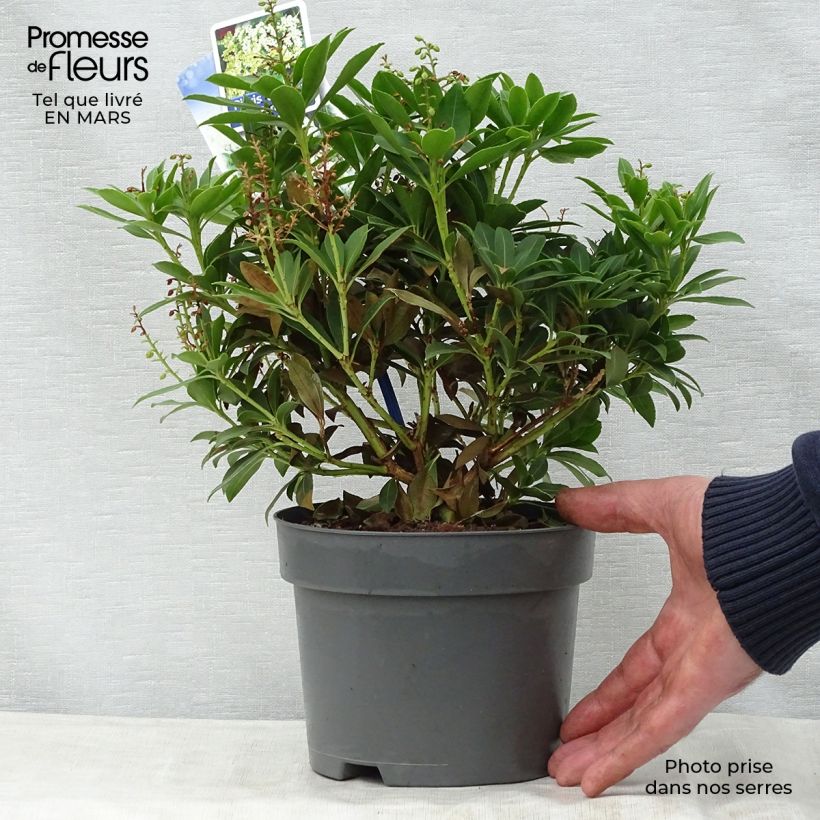Example of Andromède du Japon - Pieris japonica Purity Pot de 3L/4L as you get in printemps