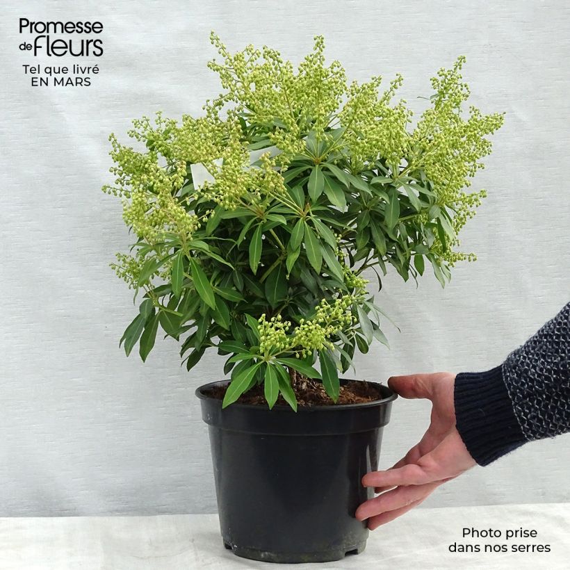 Example of Andromède du Japon - Pieris japonica Sarabande Pot de 3L/4L as you get in printemps