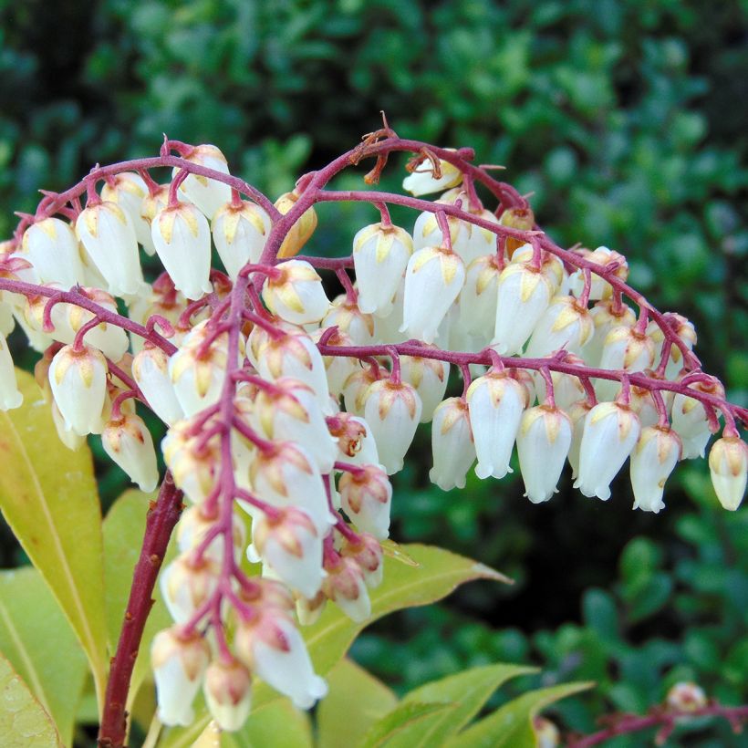 Andromède du Japon - Pieris Japonica Mountain Fire (Flowering)