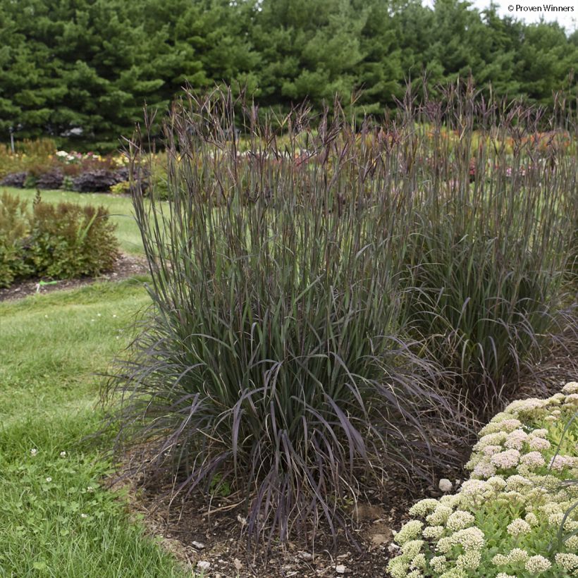 Andropogon gerardii Blackhawks (Plant habit)