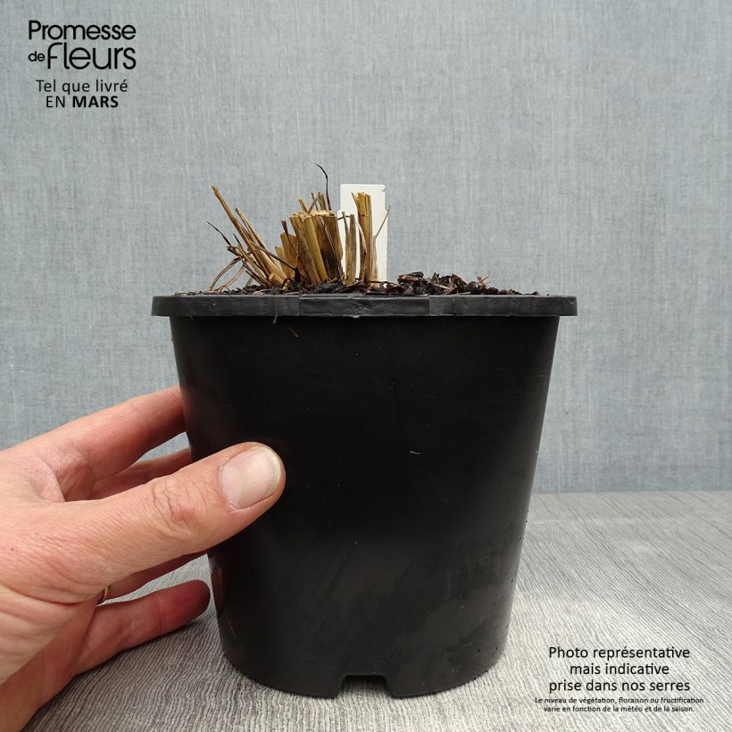 Example of Andropogon gerardii Blackhawks Pot de 2L/3L as you get in printemps