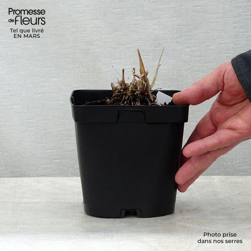 Spécimen de Andropogon gerardii Prairie Sommer Pot de 2L/3L tel que livré au printemps