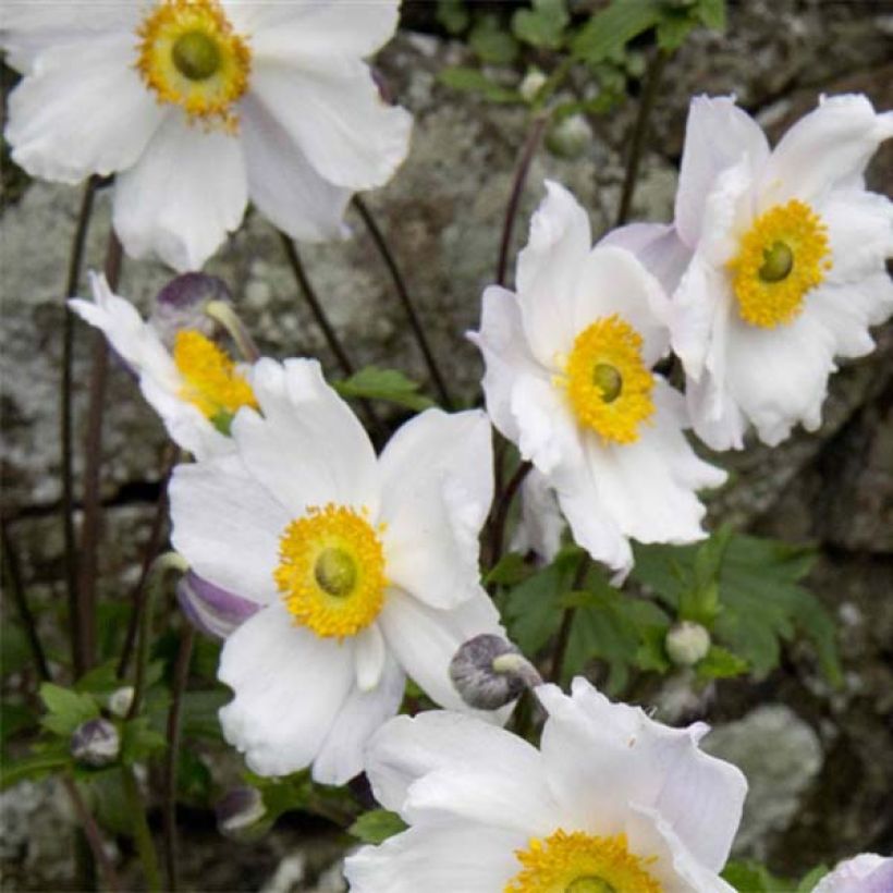 Anemone Ruffled Swan - Anémone japonaise (Flowering)