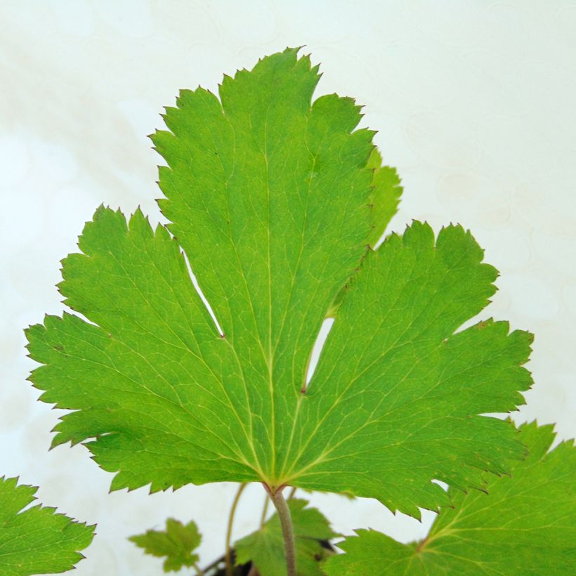 Anemone Ruffled Swan - Anémone japonaise (Foliage)
