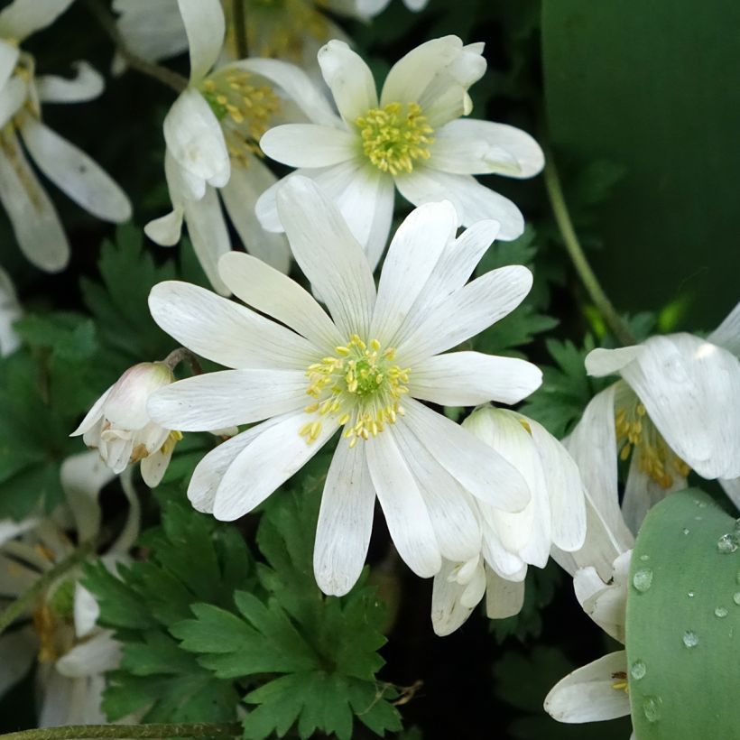 Anemone blanda White Splendour (Floraison)