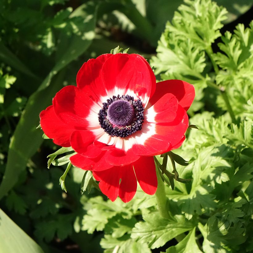 Anemone coronaria Hollandia - Anémone de Caen (Flowering)