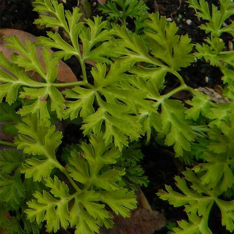 Anemone coronaria Mount Everest - Anémone de Caen (Feuillage)