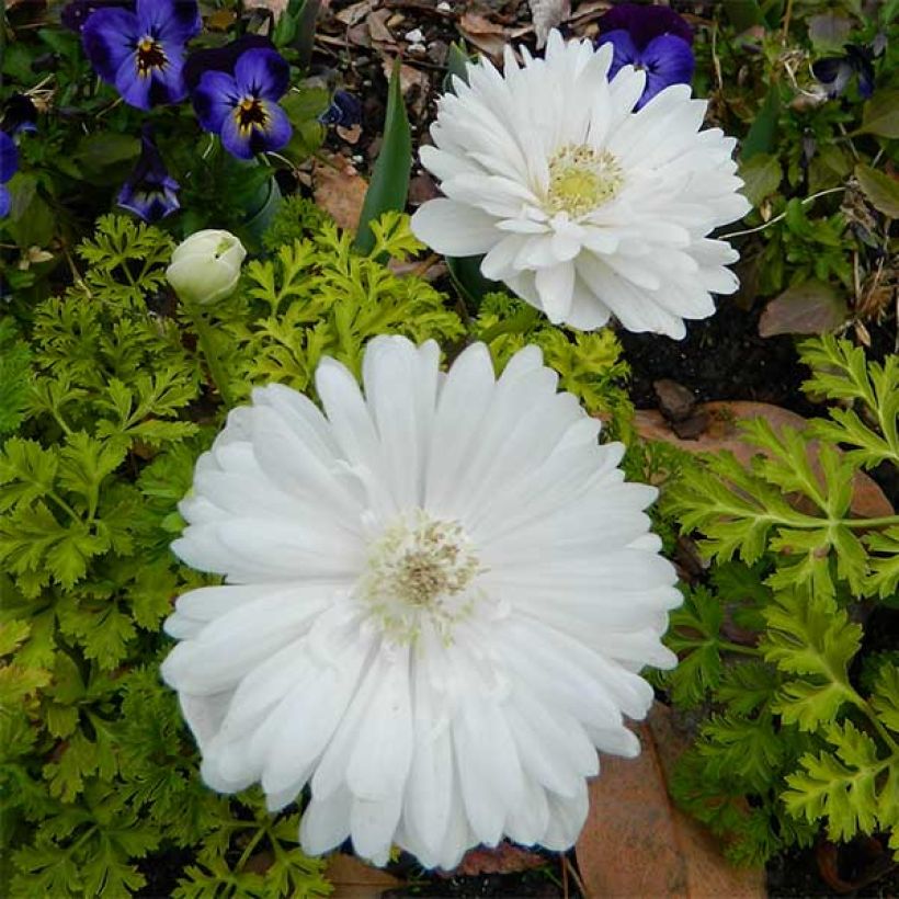 Anemone coronaria Mount Everest - Anémone de Caen (Floraison)