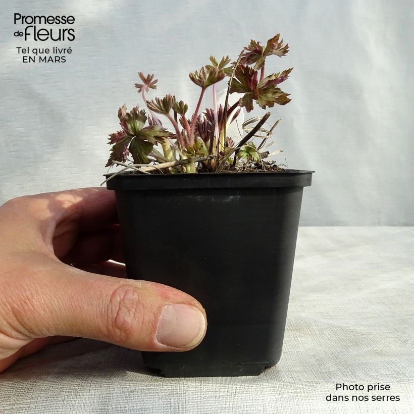 Spécimen de Anemone cylindrica - Anémone cylindrique Godet de 8/9 cm tel que livré au printemps