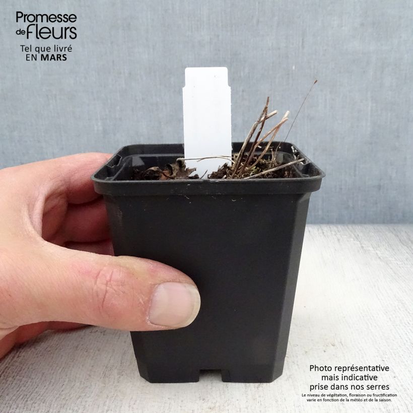 Spécimen de Anémone des rives - Anemone rivularis Godet de 8/9 cm tel que livré au printemps