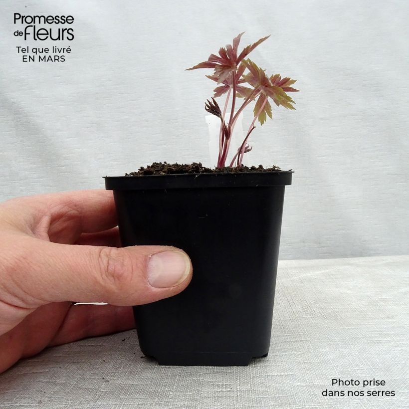 Spécimen de Anémone du Canada - Anemone canadensis Godet de 8/9 cm tel que livré au printemps