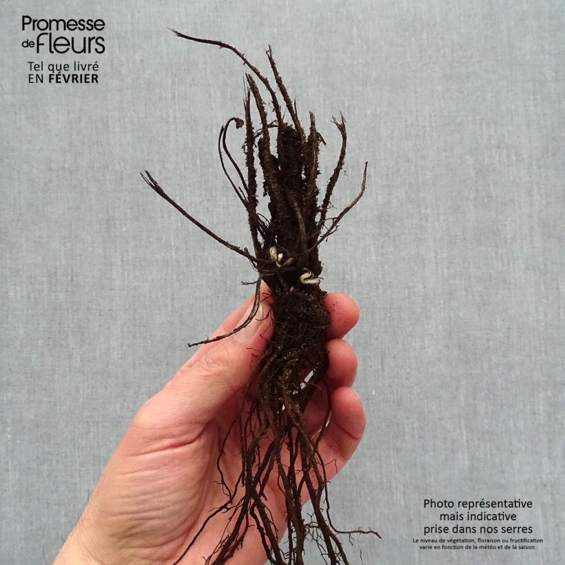 Spécimen de Anémone du Japon Crispa (Lady Gilmour) Racines nues, qualité premium tel que livré en hiver