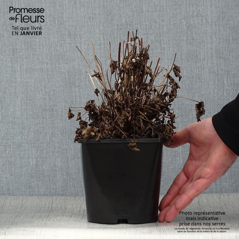 Spécimen de Anémone du Japon Fantasy Ariel Pot de 2L/3L tel que livré en hiver