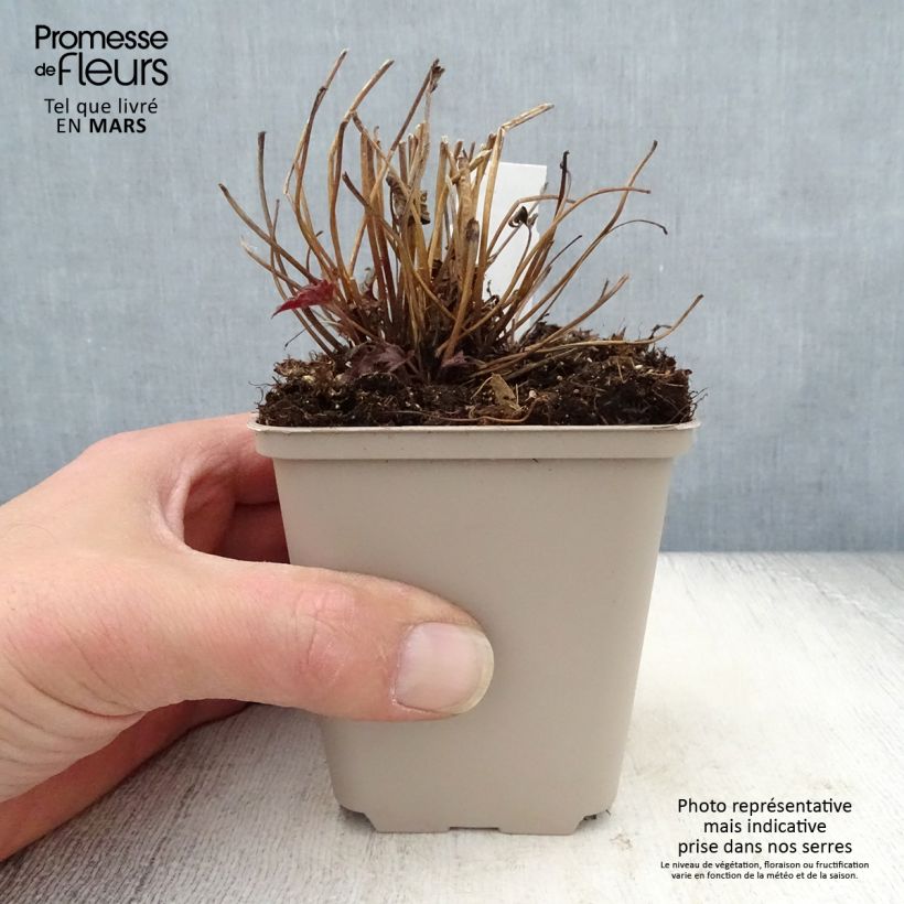 Spécimen de Anémone du Japon Fantasy Cinderella Godet de 8/9 cm tel que livré au printemps