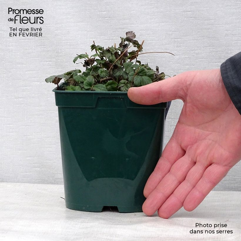 Spécimen de Anémone du Japon Fantasy Cinderella Pot de 2L/3L tel que livré en hiver