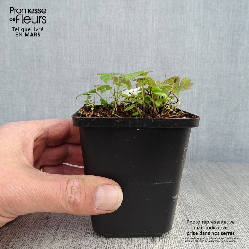 Spécimen de Anémone du Japon Fantasy Pocahontas - Anemone hupehensis var.japonica Godet de 8/9 cm tel que livré au printemps