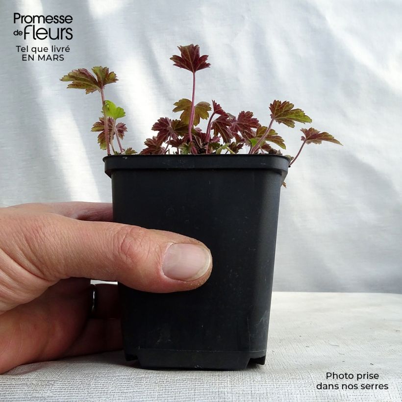 Spécimen de Anemone du Japon Little Summer Breeze Godet de 8/9 cm tel que livré au printemps