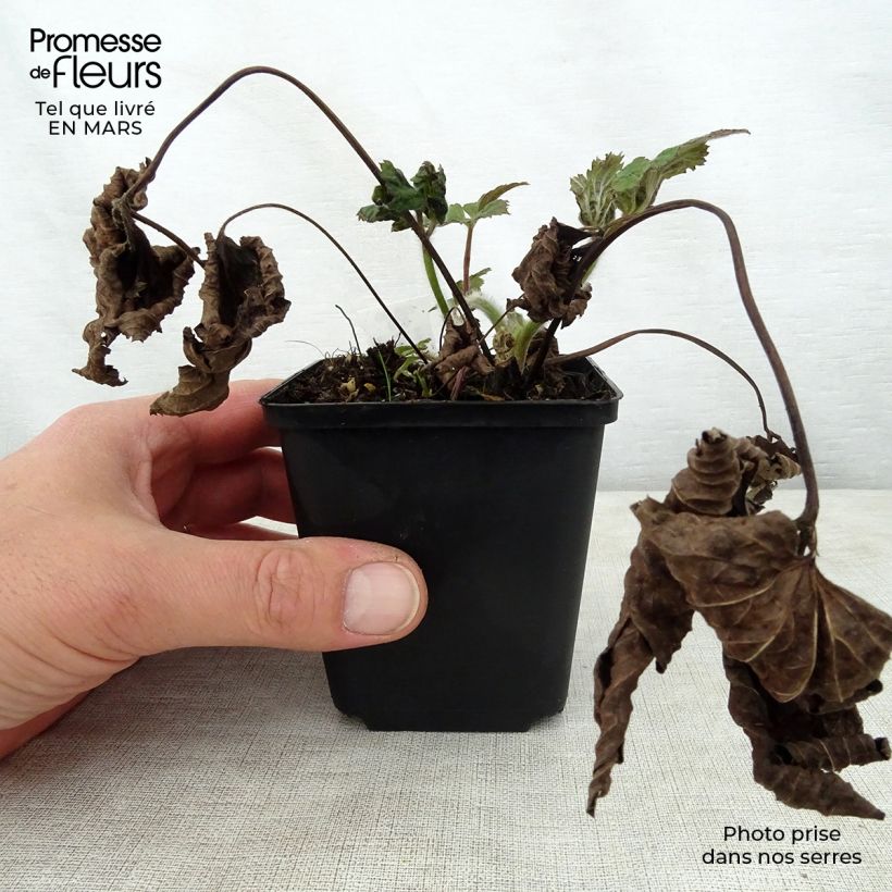 Spécimen de Anémone du Japon Septemberglanz - Anemone tomentosa Godet de 8/9 cm tel que livré au printemps