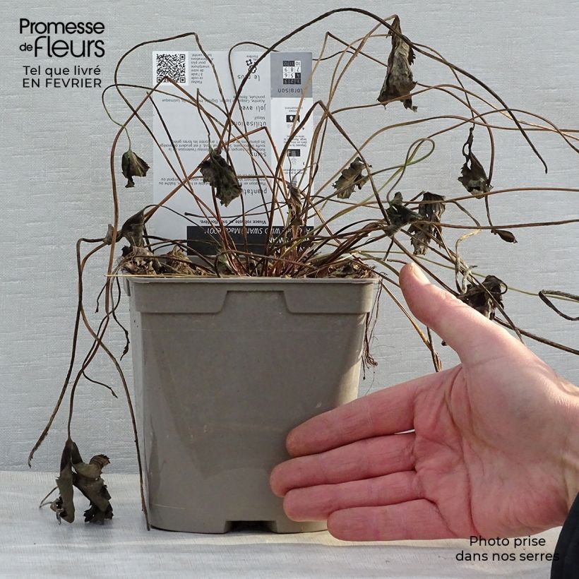 Spécimen de Anémone japonaise Wild Swan Pot de 2L/3L tel que livré en hiver