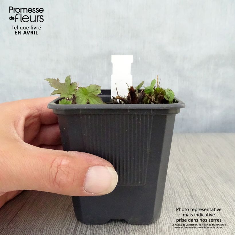 Spécimen de Anemone hupehensis Praecox Godet de 8/9 cm tel que livré au printemps