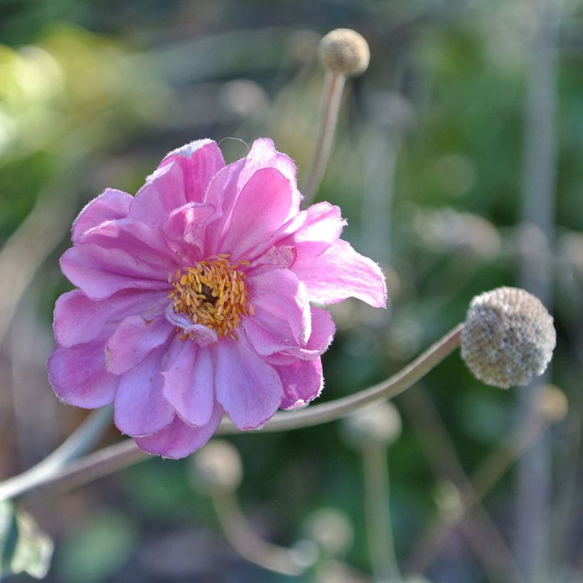 Anémone du Japon Pamina - Anemone hupehensis var. japonica (Flowering)