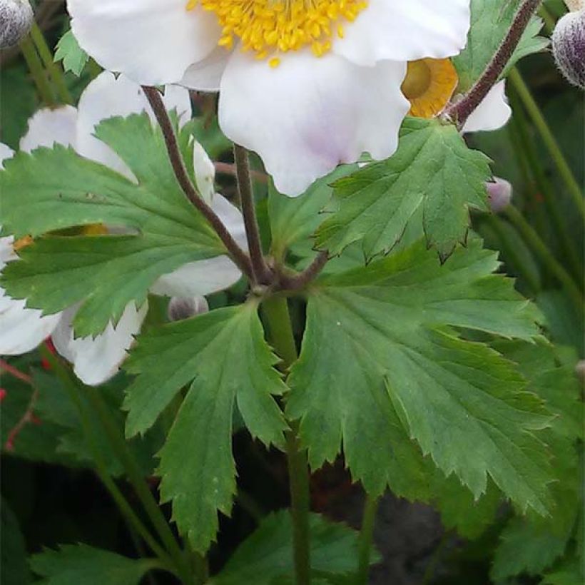 Anemone hybride Elfin Swan - Anémone japonaise. (Foliage)