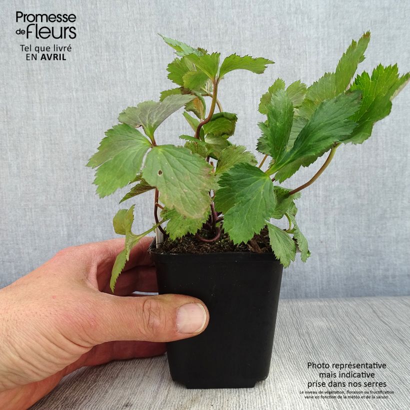 Example of Anemone hybride Elfin Swan - Anémone japonaise. Godet de 8/9 cm as you get in printemps