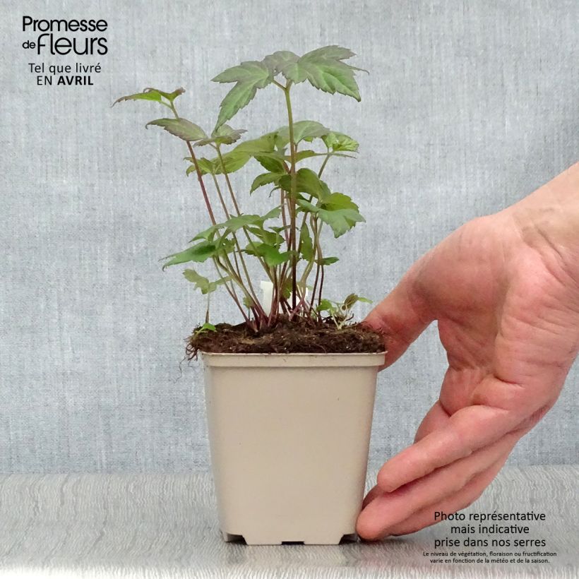 Spécimen de Anémone hybride Snow Angels Godet de 8/9 cm tel que livré au printemps