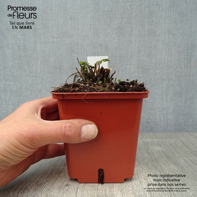 Spécimen de Anémone hybride Snow Angels Pot de 1L/1,5L tel que livré au printemps