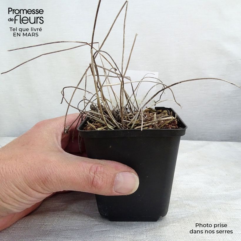 Spécimen de Anémone japonaise Margarete Godet de 8/9 cm tel que livré au printemps