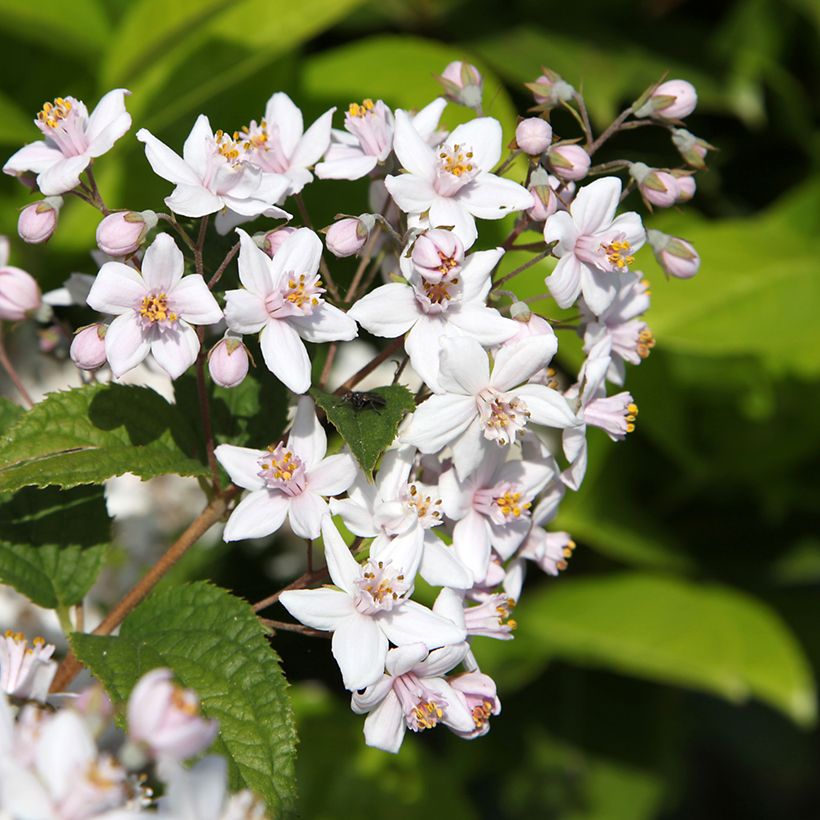 Deutzia hybride Mont Rose - Deutzie (Flowering)
