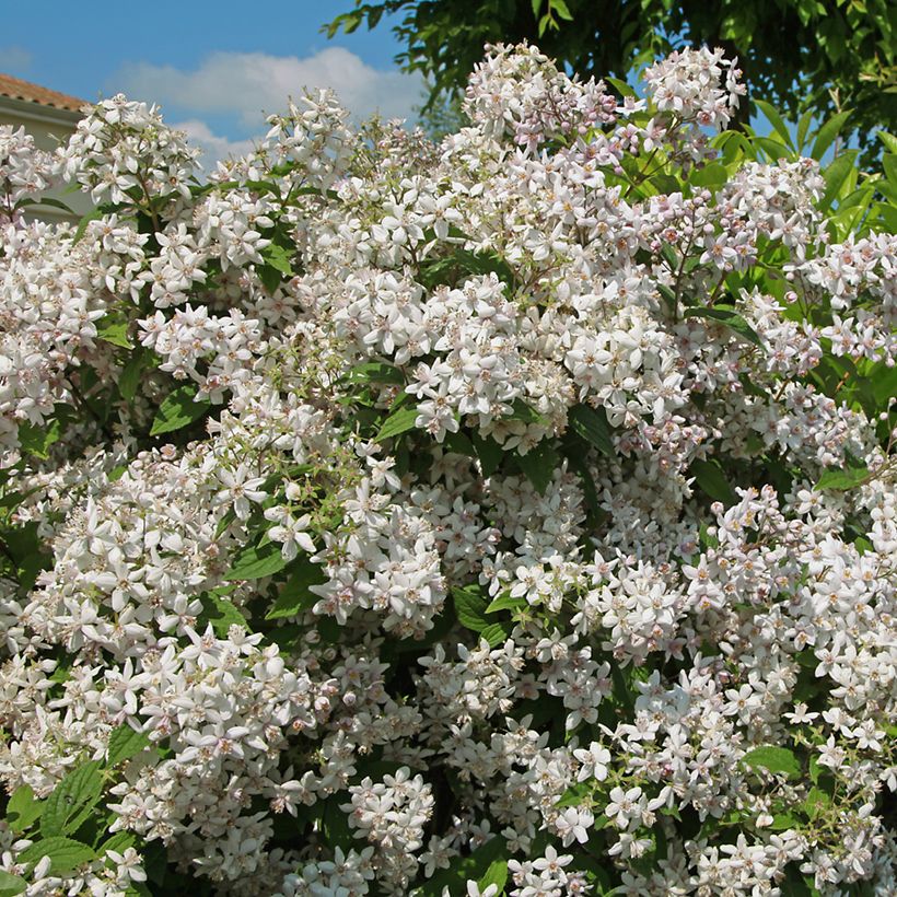 Deutzia hybride Mont Rose - Deutzie (Plant habit)
