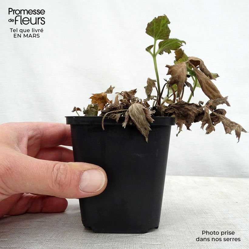 Spécimen de Anémone japonaise Pretty Lady Susan Godet de 8/9 cm tel que livré au printemps