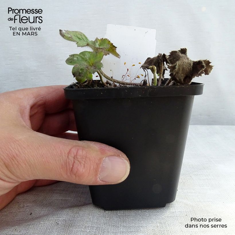 Spécimen de Anémone japonaise Reine Charlotte Godet de 8/9 cm tel que livré au printemps