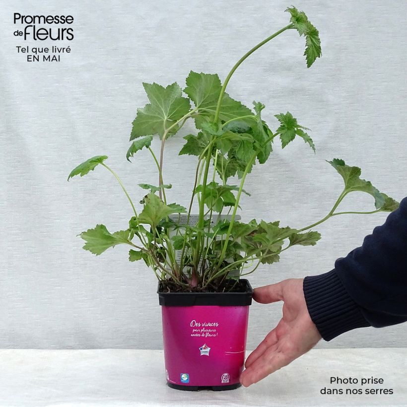 Spécimen de Anémone japonaise September Charm - Anemone hupehensis Pot de 2L/3L tel que livré au printemps