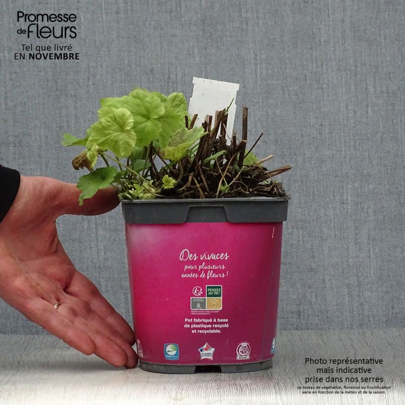 Spécimen de Anémone japonaise September Charm - Anemone hupehensis Pot de 2L/3L tel que livré en automne