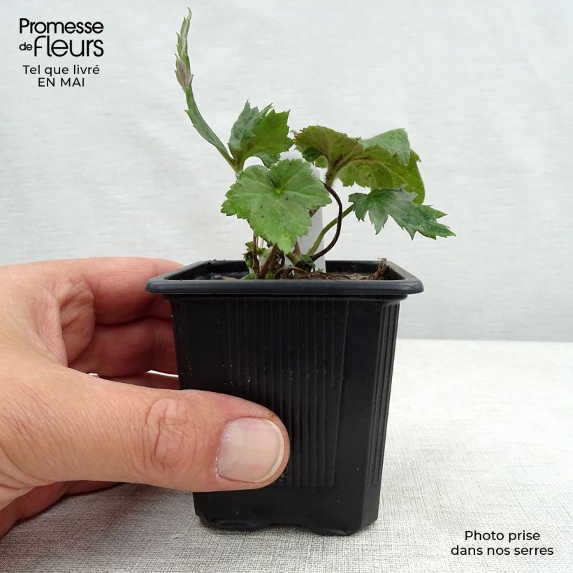 Spécimen de Anémone japonaise September Charm - Anemone hupehensis Godet de 8/9 cm tel que livré au printemps