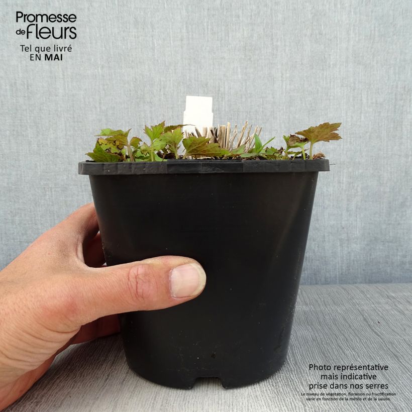 Spécimen de Anémone japonaise Splendens - Anemone hupehensis var.japonica Pot de 2L/3L tel que livré au printemps