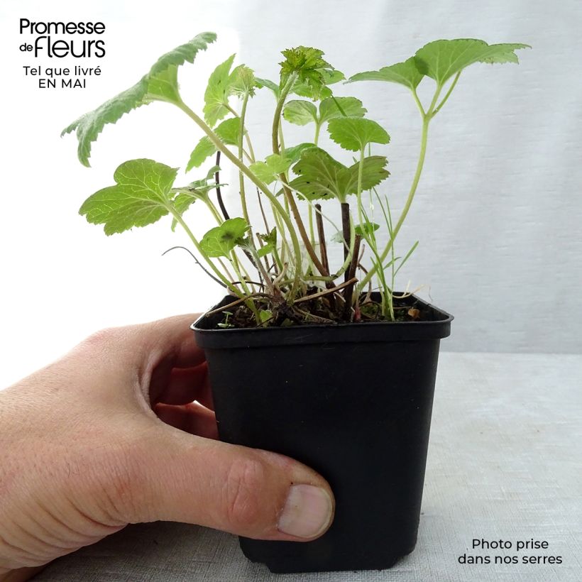 Spécimen de Anémone japonaise Whirlwind Godet de 8/9 cm tel que livré au printemps